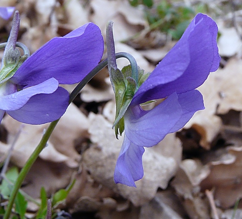 Viola merxmuelleri (=Viola graeca) / Viola greca